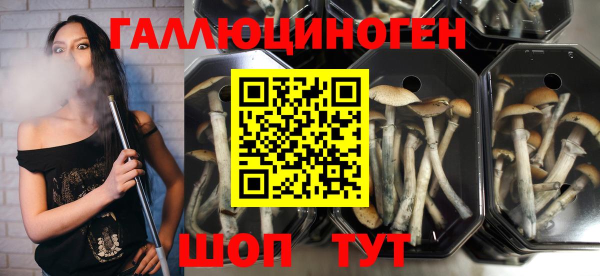 Малоярославец  Галлюциногенные грибы Cubensis  Вход с VPN 